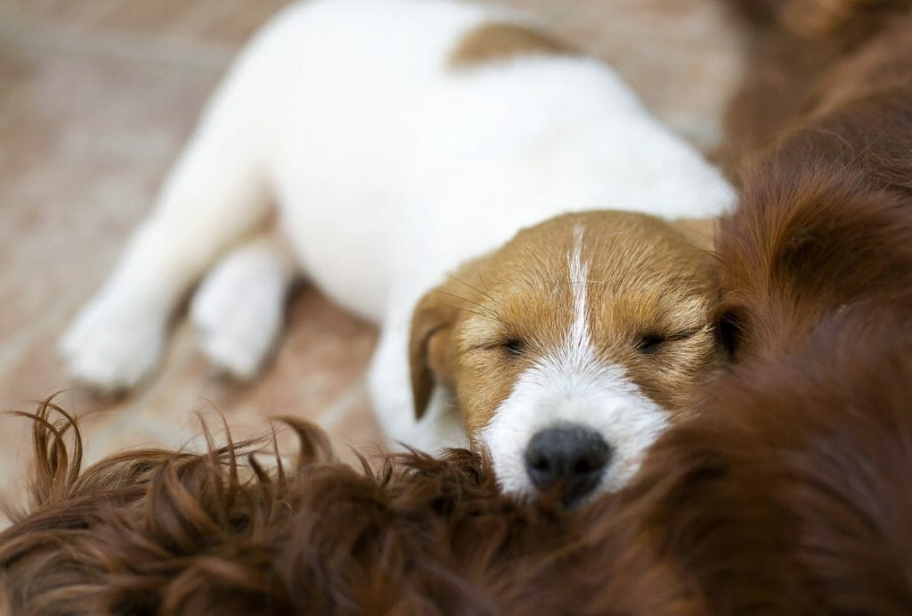 how to improve your website speed 10 cute jack russell lazy puppy sleeping.