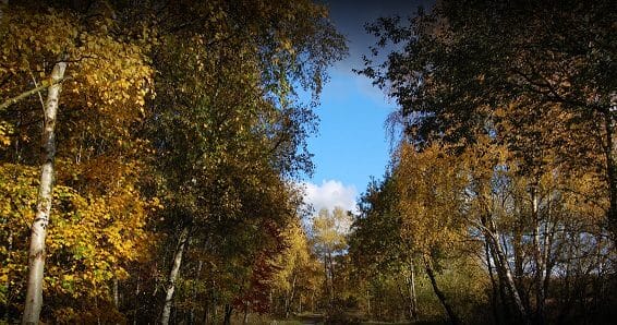 Potteric Carr Nature Reserve